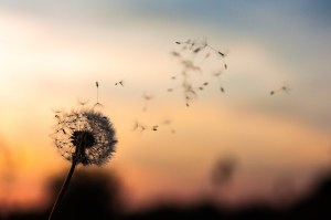 dandelion-2561575_1920