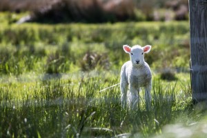 lamb-1081950_1920